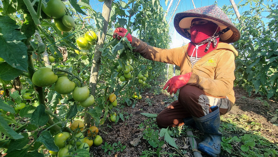 Bà Nguyễn Thị Hoa (thôn 7, xã An Phú, TP. Pleiku) đang chăm sóc ruộng cà chua của gia đình. Ảnh: H.P Bà Nguyễn Thị Hoa (thôn 7, xã An Phú, TP. Pleiku) đang chăm sóc ruộng cà chua của gia đình. Ảnh: H.P