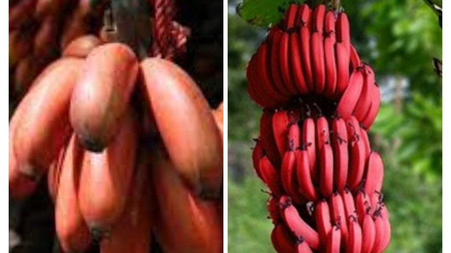 Ăn chuối đỏ giúp cải thiện đường huyết. Ảnh đồ họa: Hàn Lâm