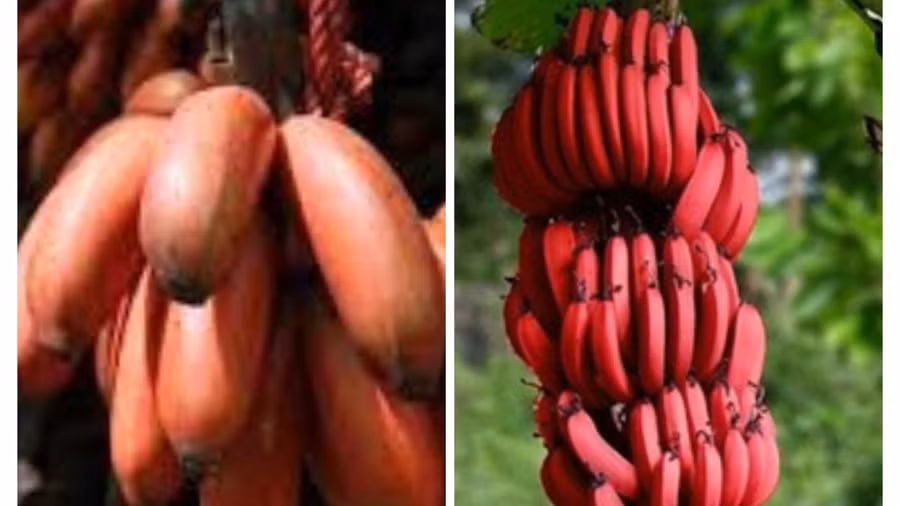 Ăn chuối đỏ giúp cải thiện đường huyết. Ảnh đồ họa: Hàn Lâm