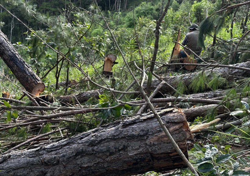 Ảnh minh họa. (Ảnh: Nguyễn Dũng/TTXVN) Ảnh minh họa. (Ảnh: Nguyễn Dũng/TTXVN)