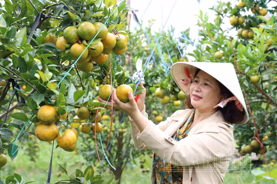 Chị Nguyễn Thị Mai, Giám đốc HTX Nông lâm nghiệp hữu cơ Quảng Phú, huyện Krông Nô tâm huyết với sản phẩm hữu cơ phục vụ du lịch trải nghiệm