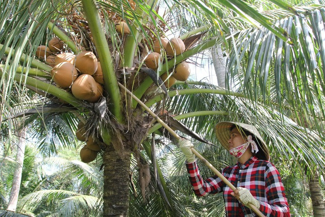 Bến Tre được mệnh danh là xứ dừa. Ảnh: Phương Nam Bến Tre được mệnh danh là xứ dừa. Ảnh: Phương Nam