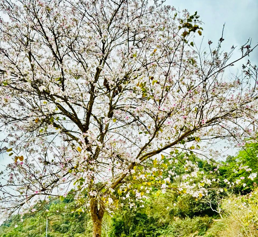 Hoa ban bung nở khoe sắc. Ảnh: H.T Hoa ban bung nở khoe sắc. Ảnh: H.T