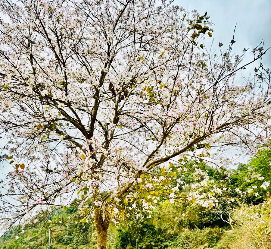 Hoa ban bung nở khoe sắc. Ảnh: H.T