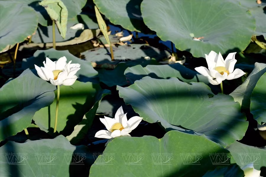 Loài sen trắng tinh khiết và quý phái của hồ Tịnh Tâm. (Nguồn: Báo ảnh Việt Nam)