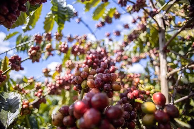 Giá cà phê tăng vọt trong ngày đầu năm mới