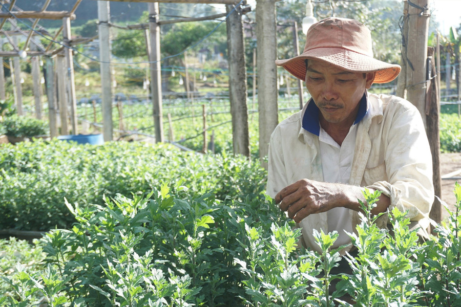 Ông Nguyễn Văn Tịnh dành nhiều thời gian để theo dõi tình hình phát triển của hoa. Ảnh: TH Ông Nguyễn Văn Tịnh dành nhiều thời gian để theo dõi tình hình phát triển của hoa. Ảnh: TH