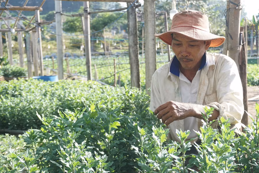 Ông Nguyễn Văn Tịnh dành nhiều thời gian để theo dõi tình hình phát triển của hoa. Ảnh: TH