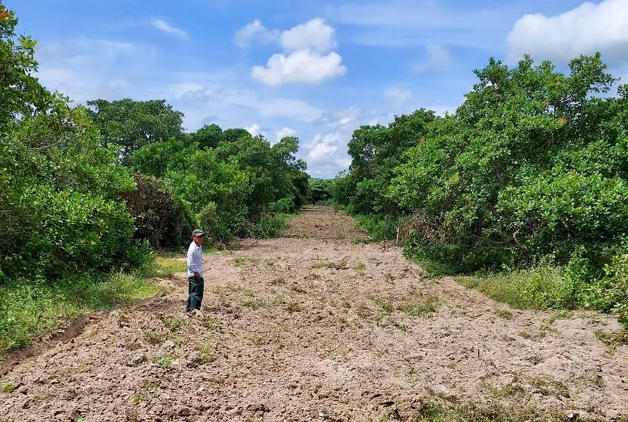 Hàng chục hộ dân thôn Huy Hoàng hiến đất, chặt bỏ cây điều để làm đường giao thông ra khu sản xuất. Ảnh: Lê Nam