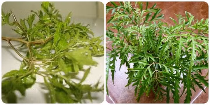 Đinh lăng là vị thuốc quý tốt cho sức khỏe.