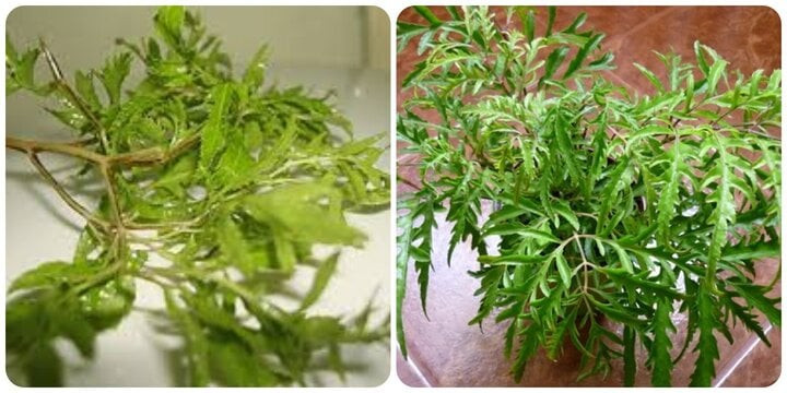 Đinh lăng là vị thuốc quý tốt cho sức khỏe. Đinh lăng là vị thuốc quý tốt cho sức khỏe.