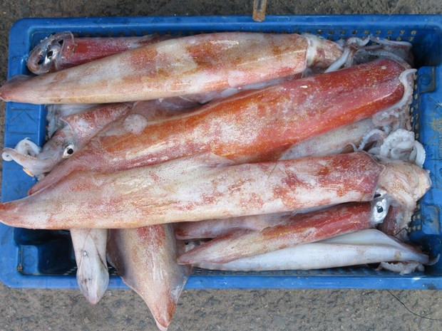 Mực tươi được bán tại chợ Nại. (Ảnh: TTXVN phát) Mực tươi được bán tại chợ Nại. (Ảnh: TTXVN phát)