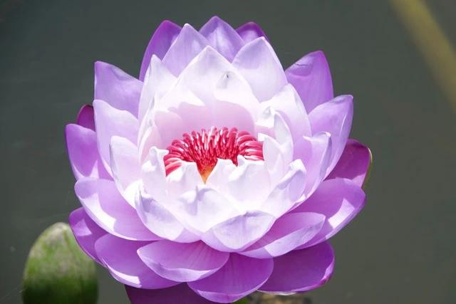 Giống hoa súng Úc màu trắng pha tím với phần nhụy màu cam bắt mắt Giống hoa súng Úc màu trắng pha tím với phần nhụy màu cam bắt mắt