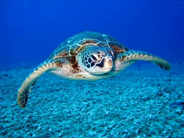 9 người đã thiệt mạng và 78 người phải nhập viện sau khi ăn thịt rùa biển