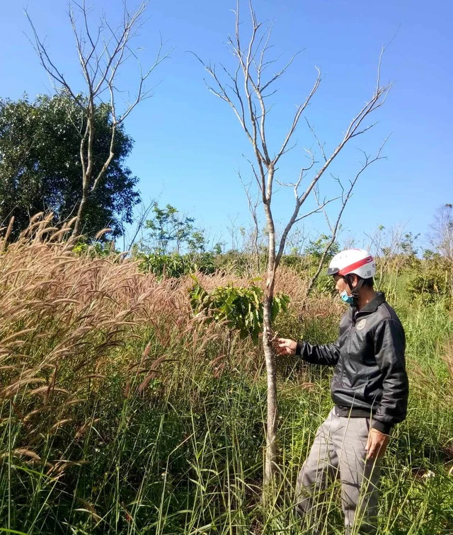 Vườn cây gỗ sưa chết đứng do không có người chăm sóc. Ảnh gia đình ông Võ chụp năm 2020 Vườn cây gỗ sưa chết đứng do không có người chăm sóc. Ảnh gia đình ông Võ chụp năm 2020