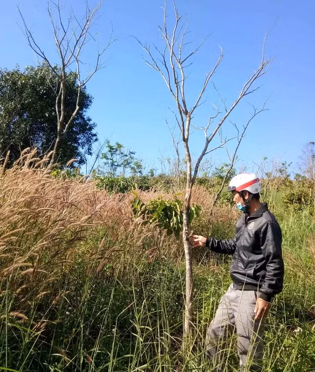 Vườn cây gỗ sưa chết đứng do không có người chăm sóc. Ảnh gia đình ông Võ chụp năm 2020