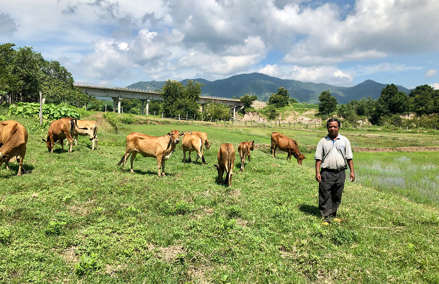 Ngoài trồng lúa nước, trồng mì, ông Kpă Jao-Phó Chủ tịch Hội NCT xã Ia Mláh còn chăn nuôi bò để phát triển kinh tế gia đình. Ảnh: Lê Nam Ngoài trồng lúa nước, trồng mì, ông Kpă Jao-Phó Chủ tịch Hội NCT xã Ia Mláh còn chăn nuôi bò để phát triển kinh tế gia đình. Ảnh: Lê Nam