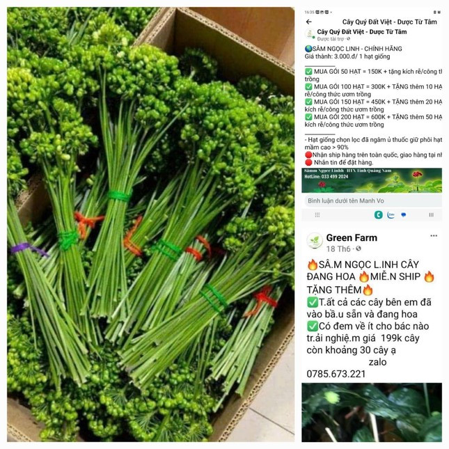 Chủ tịch huyện Tu Mơ Rông khẳng định việc các trang mạng rao bán hoa, lá, hạt sâm này là không đúng sự thật. Chủ tịch huyện Tu Mơ Rông khẳng định việc các trang mạng rao bán hoa, lá, hạt sâm này là không đúng sự thật.