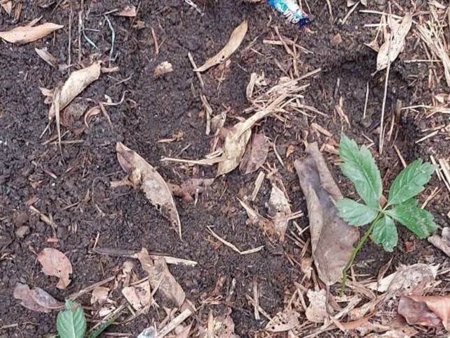 Các luống trồng sâm Ngọc Linh bị nhổ trộm Các luống trồng sâm Ngọc Linh bị nhổ trộm