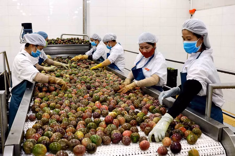 Chế biến chanh dây tại Công ty TNHH một thành viên xuất nhập khẩu rau quả DOVECO Gia Lai. Ảnh: Lê Nam