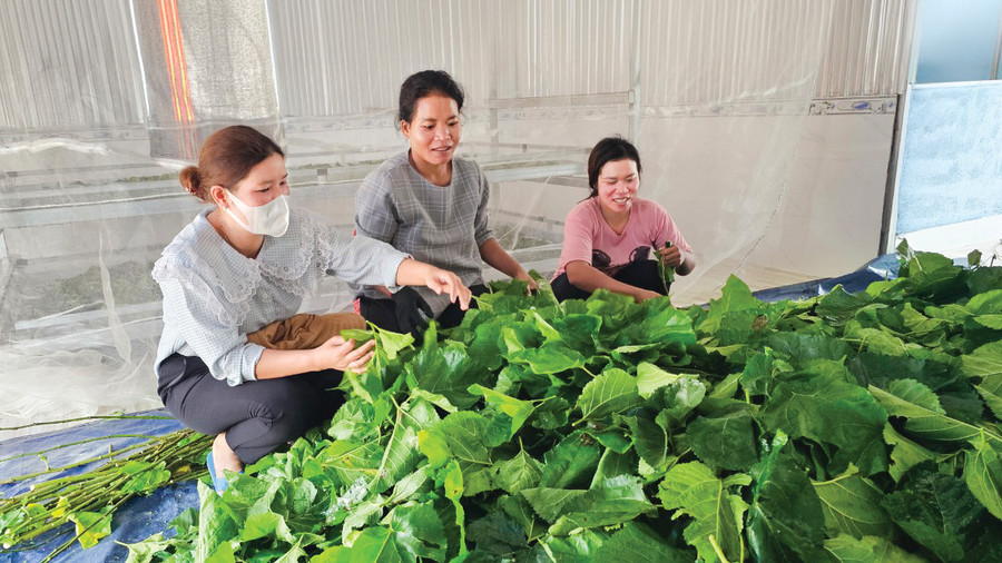 Trồng dâu, nuôi tằm đã làm thay đổi nhận thức, tư duy sản xuất của đồng bào dân tộc thiểu số ở “làng tằm” xã Đạ M’rông.