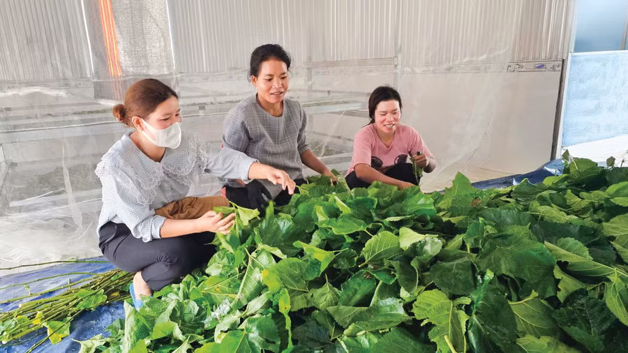 Trồng dâu, nuôi tằm đã làm thay đổi nhận thức, tư duy sản xuất của đồng bào dân tộc thiểu số ở “làng tằm” xã Đạ M’rông.