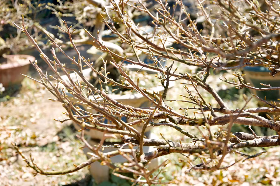 Theo ông Hoà, dịp Tết đến, chủ yếu là cán bộ, công nhân viên chức, các cơ quan, doanh nghiệp trên địa bàn tỉnh Kon Tum và các tỉnh thành lân cận đến thuê chậu mai về chơi, như Đà Nẵng, Gia Lai, Quảng Nam. Theo ông Hoà, dịp Tết đến, chủ yếu là cán bộ, công nhân viên chức, các cơ quan, doanh nghiệp trên địa bàn tỉnh Kon Tum và các tỉnh thành lân cận đến thuê chậu mai về chơi, như Đà Nẵng, Gia Lai, Quảng Nam.