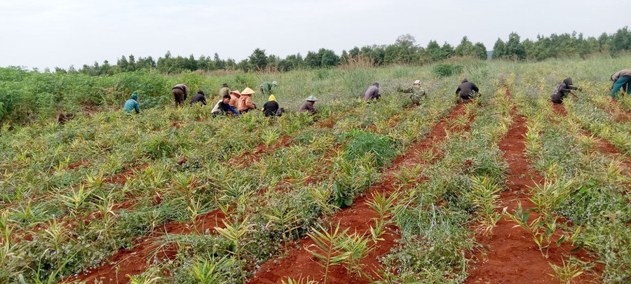 Nông dân xã Kon Chiêng thực hiện mô hình trồng gừng mang hiệu quả kinh tế cao. Ảnh: Thanh Nhật