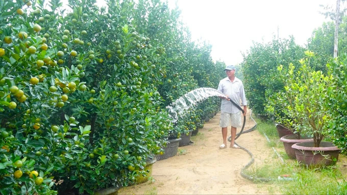 Ông Nguyễn Thiện Nhân (trú thôn Bến Trễ, xã Cẩm Hà, TP Hội An, tỉnh Quảng Nam) đang chăm sóc 800 chậu quất. Ảnh: XUÂN QUỲNH