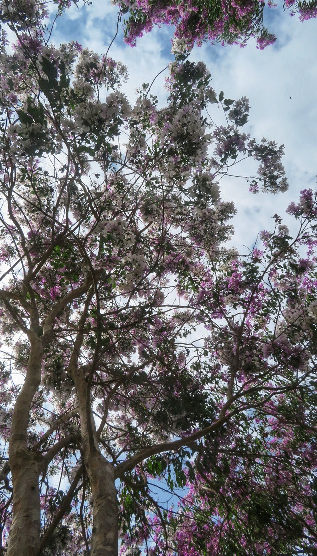 Mỗi bông hoa bằng lăng có 6 cánh mỏng manh và hình dáng hoa khá đẹp, cách sắp xếp lạ mắt, mọc thành từng chùm 20 - 30cm ở đầu các cành. Quả bằng lăng dạng hình cầu, đường kính 1,5 - 2 cm, ban đầu quả khá mềm và mang màu xanh pha tím nhạt, đến khi già cứng và có màu nâu như gỗ.Bên cạnh phượng vĩ, hoa bằng lăng tím cũng là loài hoa của tuổi học trò. Ảnh: PHẠM BÁ DUY