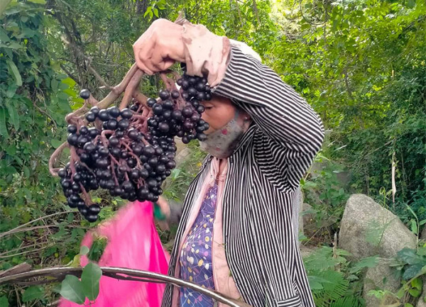Nho rừng mang lại niềm vui cho sơn nhân. Nho rừng mang lại niềm vui cho sơn nhân.