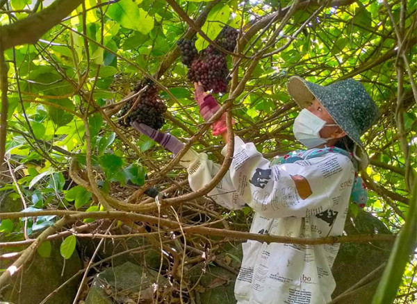 Đi rừng hái nho đòi hỏi phải có sức khỏe và đôi mắt tinh tường. Đi rừng hái nho đòi hỏi phải có sức khỏe và đôi mắt tinh tường.