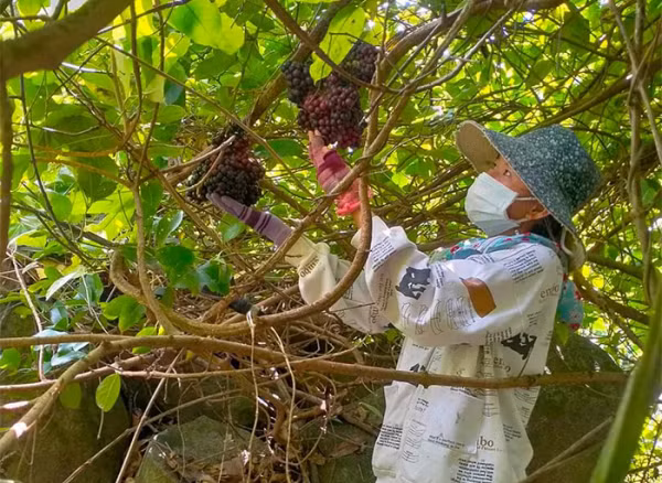 Đi rừng hái nho đòi hỏi phải có sức khỏe và đôi mắt tinh tường.