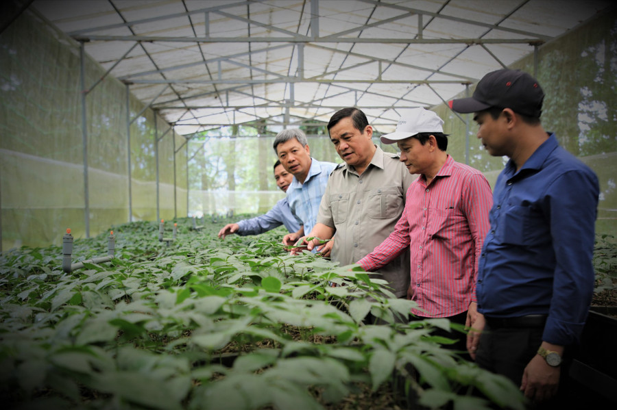 Quảng Nam khuyến khích người dân, doanh nghiệp cùng chung tay bảo tồn Sâm Ngọc Linh. Trong ảnh, lãnh đạo tỉnh Quảng Nam tham quan vườn sâm giống của người dân Nam Trà My. Ảnh: Hoàng Bin Quảng Nam khuyến khích người dân, doanh nghiệp cùng chung tay bảo tồn Sâm Ngọc Linh. Trong ảnh, lãnh đạo tỉnh Quảng Nam tham quan vườn sâm giống của người dân Nam Trà My. Ảnh: Hoàng Bin
