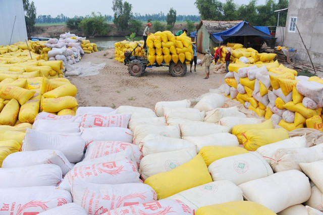 Nông dân miền Tây phấn khởi vì lúa gạo được mùa, được giá. Ảnh: CÔNG HÂN