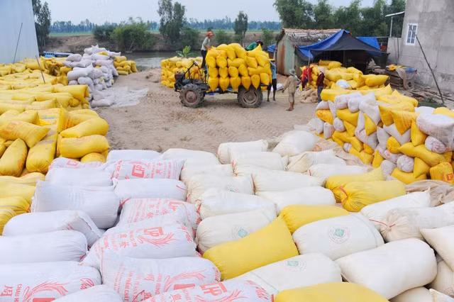 Nông dân miền Tây phấn khởi vì lúa gạo được mùa, được giá. Ảnh: CÔNG HÂN