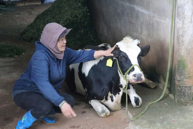 Người dân huyện Đơn Dương chăm sóc bò sữa bị bệnh tiêu chảy sau tiêm vắc-xin. Người dân huyện Đơn Dương chăm sóc bò sữa bị bệnh tiêu chảy sau tiêm vắc-xin.