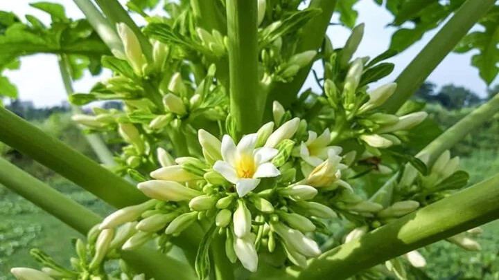 Liên tiếp những người nhập viện cấp cứu vì hoa đu đủ đực bác sĩ đưa ra cảnh báo. Liên tiếp những người nhập viện cấp cứu vì hoa đu đủ đực bác sĩ đưa ra cảnh báo.