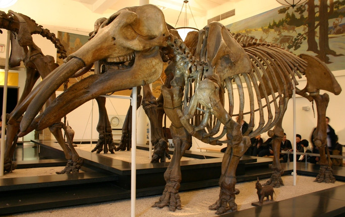 Hài cốt một con gomphothere được phục dựng tại bảo tàng với khuôn mặt đáng sợ - Ảnh: BẢO TÀNG LỊCH SỬ TỰ NHIÊN MỸ Hài cốt một con gomphothere được phục dựng tại bảo tàng với khuôn mặt đáng sợ - Ảnh: BẢO TÀNG LỊCH SỬ TỰ NHIÊN MỸ