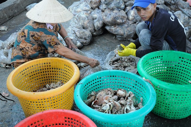 Mưu sinh ở cảng cá Trần Đề