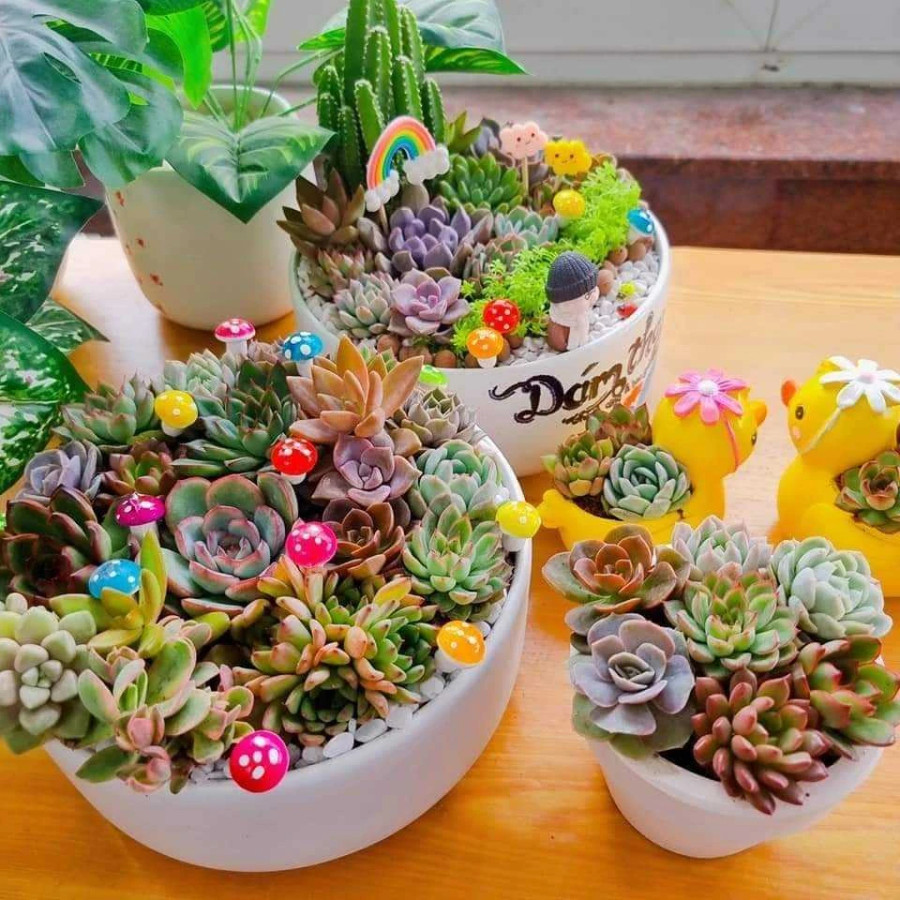 Giá vài trăm ngàn đồng cho một sản phẩm tiểu cảnh sen đá. Ảnh: THANH TÚ