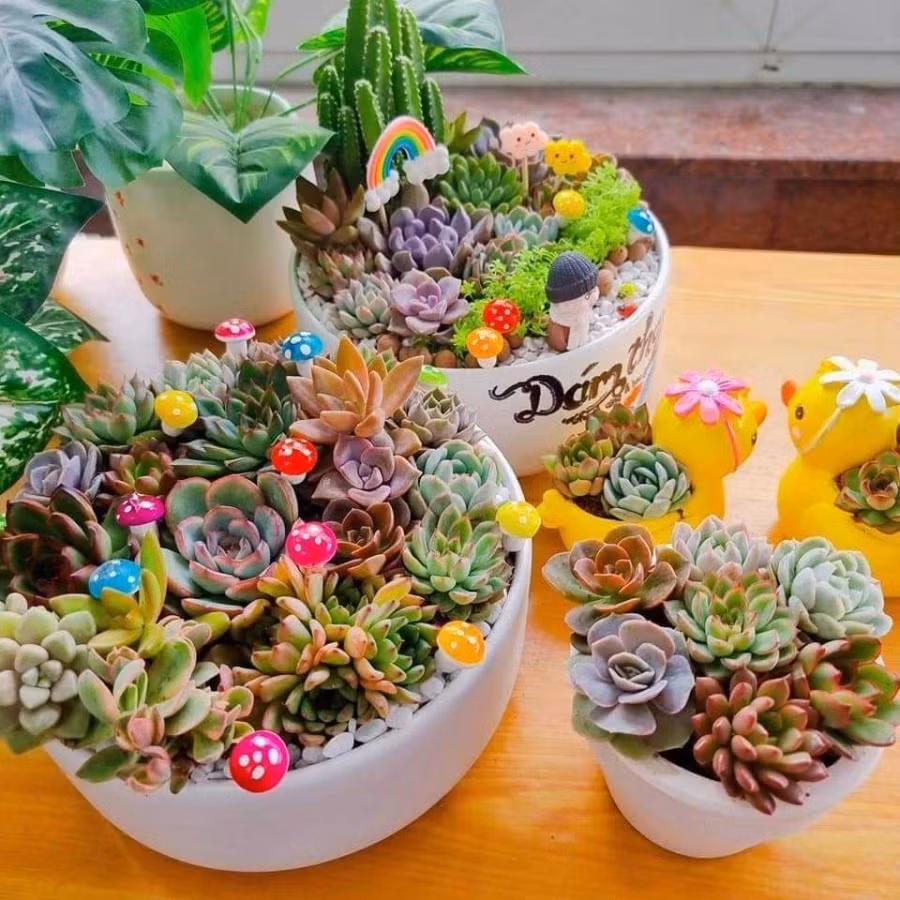 Giá vài trăm ngàn đồng cho một sản phẩm tiểu cảnh sen đá. Ảnh: THANH TÚ