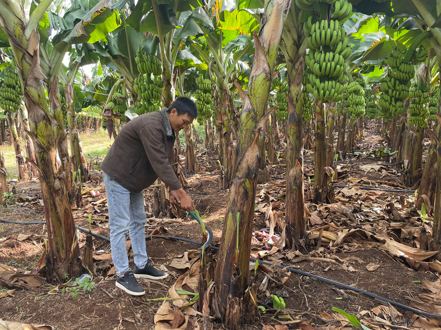 Theo anh Hòa, trồng chuối tiêu hồng tốn ít công chăm sóc, thu hồi vốn nhanh. Ảnh: Tấn Chi