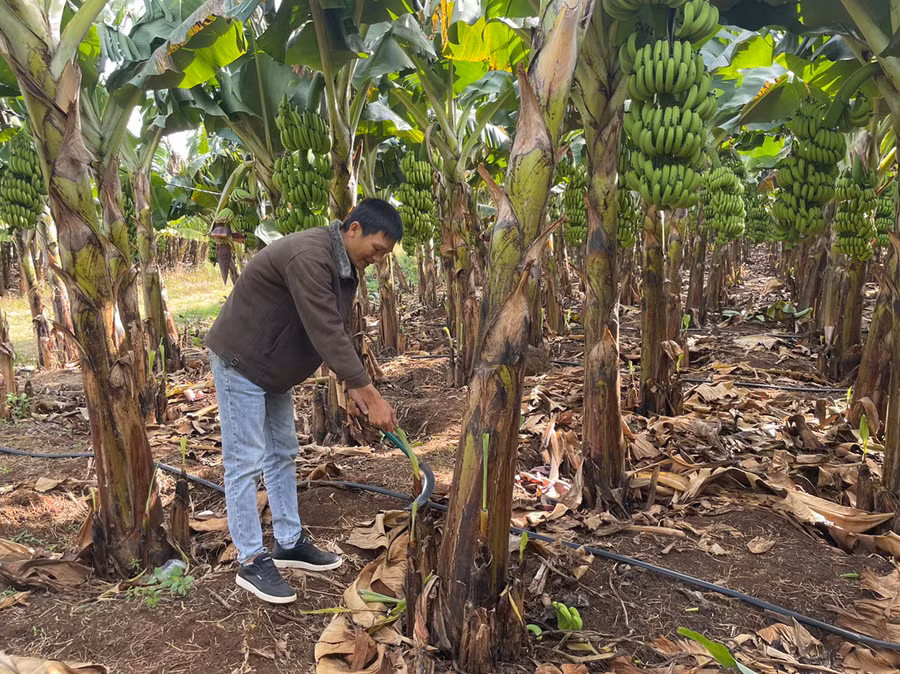 Theo anh Hòa, trồng chuối tiêu hồng tốn ít công chăm sóc, thu hồi vốn nhanh. Ảnh: Tấn Chi Theo anh Hòa, trồng chuối tiêu hồng tốn ít công chăm sóc, thu hồi vốn nhanh. Ảnh: Tấn Chi