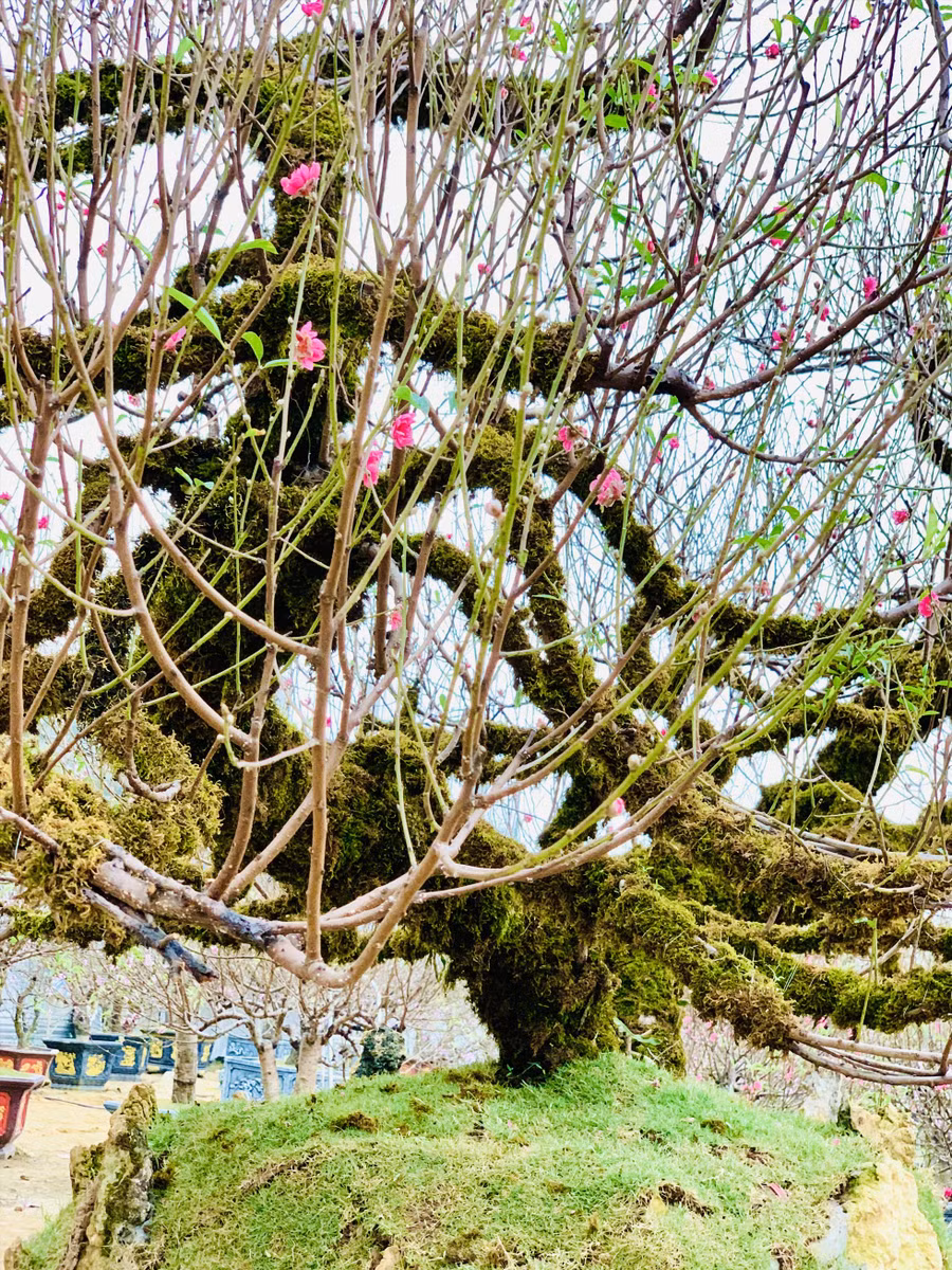 Cây đào có chiều rộng tán lá gần 7m, cao 4m, đường kính gốc nơi to nhất gần 25cm, nặng khoảng 3 tấn (bao gồm cả bệ). Ảnh: Quỳnh Trang