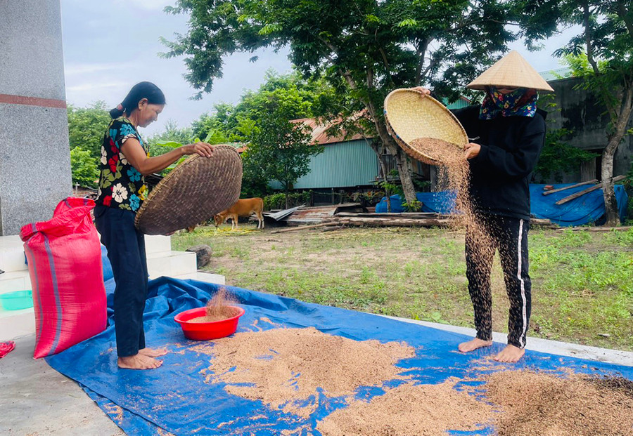 Để giảm nghèo hiệu quả, người dân xã Ia Rtô đã chuyển đổi diện tích lúa thiếu nước tưới sang trồng mè cho năng suất, hiệu quả kinh tế cao. Ảnh: V.C Để giảm nghèo hiệu quả, người dân xã Ia Rtô đã chuyển đổi diện tích lúa thiếu nước tưới sang trồng mè cho năng suất, hiệu quả kinh tế cao. Ảnh: V.C