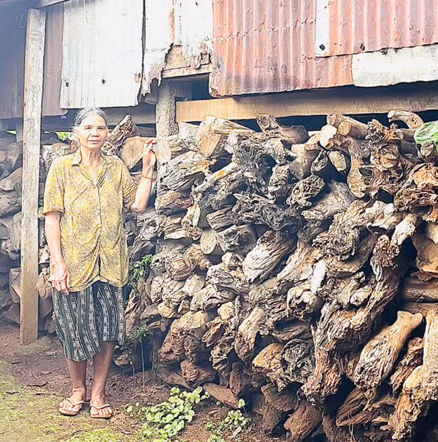 Với người Jrai, trữ củi không chỉ phục vụ sinh hoạt mà còn góp phần gìn giữ nét đẹp truyền thống của dân tộc. Ảnh: H.T