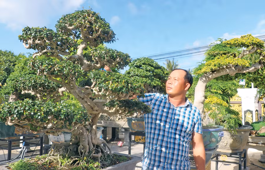 Anh Trần Thọ (thôn Tư Lương, xã Tân An, huyện Đak Pơ) chăm sóc cây sam núi. Ảnh: A.P Anh Trần Thọ (thôn Tư Lương, xã Tân An, huyện Đak Pơ) chăm sóc cây sam núi. Ảnh: A.P