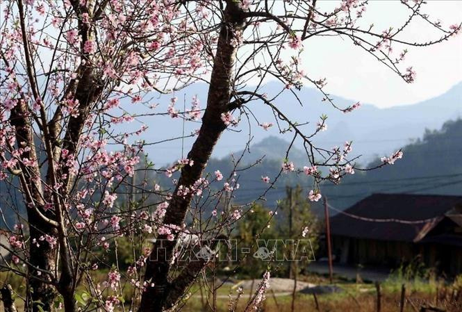 Trong những ngày xuân, hàng ngàn cây đào trên khắp các bản làng ở Lai Châu đang khoe sắc, báo hiệu một mùa xuân rực rỡ. Ảnh: TTXVN