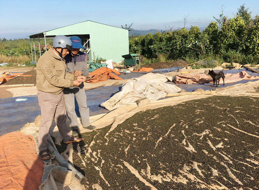 Việc sản xuất hồ tiêu theo hướng hữu cơ không những nâng cao thu nhập mà còn đáp ứng nhu cầu ngày càng khắt khe của thị trường xuất khẩu. Ảnh: Nguyễn Quang Việc sản xuất hồ tiêu theo hướng hữu cơ không những nâng cao thu nhập mà còn đáp ứng nhu cầu ngày càng khắt khe của thị trường xuất khẩu. Ảnh: Nguyễn Quang